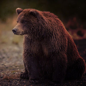 Meet your Posher, Alexa